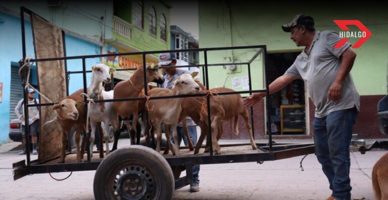 Hidalgo encabeza la producción de lana y carne de ovinos a nivel nacional