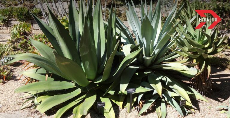 Hidalgo lidera la producción y conservación del maguey pulquero