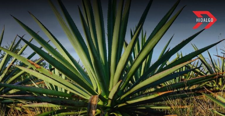 Cultivo de maguey en Hidalgo: una alternativa sostenible para producir bioetanol