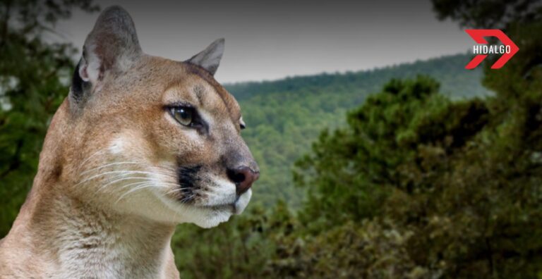 Parque Ecoturístico El Puma: Aventura natural en Hidalgo