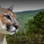 Parque Ecoturístico El Puma: Aventura natural en Hidalgo