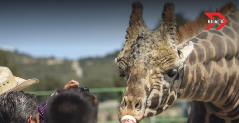 Tuzoofari: Animales y diversión en Hidalgo