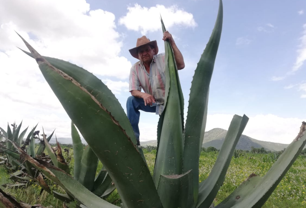 Cultivo de maguey en Hidalgo: una alternativa sostenible para producir bioetanol