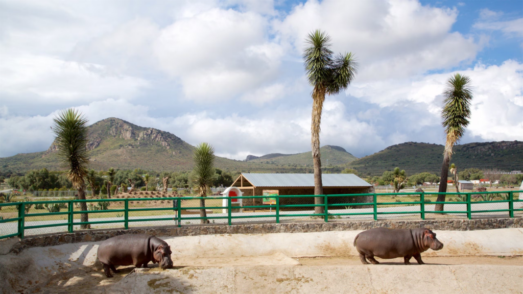 Tuzoofari: Animales y diversión en Hidalgo