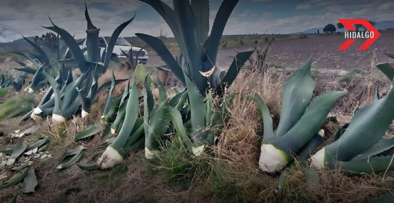 Pemex enfrenta más de 28 mil reclamos por daños a magueyes en obras de ductos